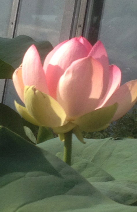 Lotus
